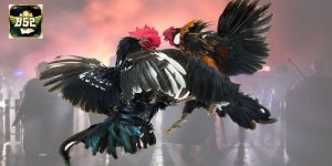 Luật chơi đá gà