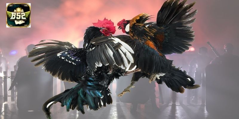 Luật chơi đá gà