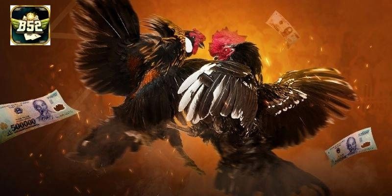 Người chơi theo dõi phong độ chiến kê trước khi xuống tiền tại B52