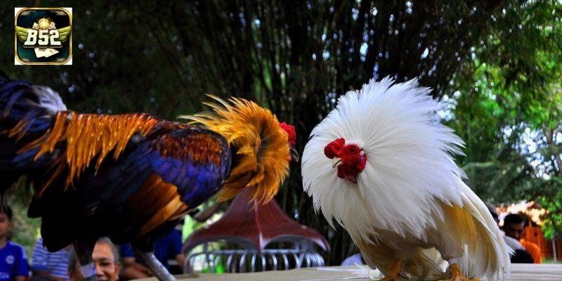 Trọng tài kiểm tra chiến kê trước mỗi trận đấu tại B52